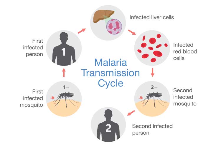 What Is The Vector Of Malaria Give The Genus